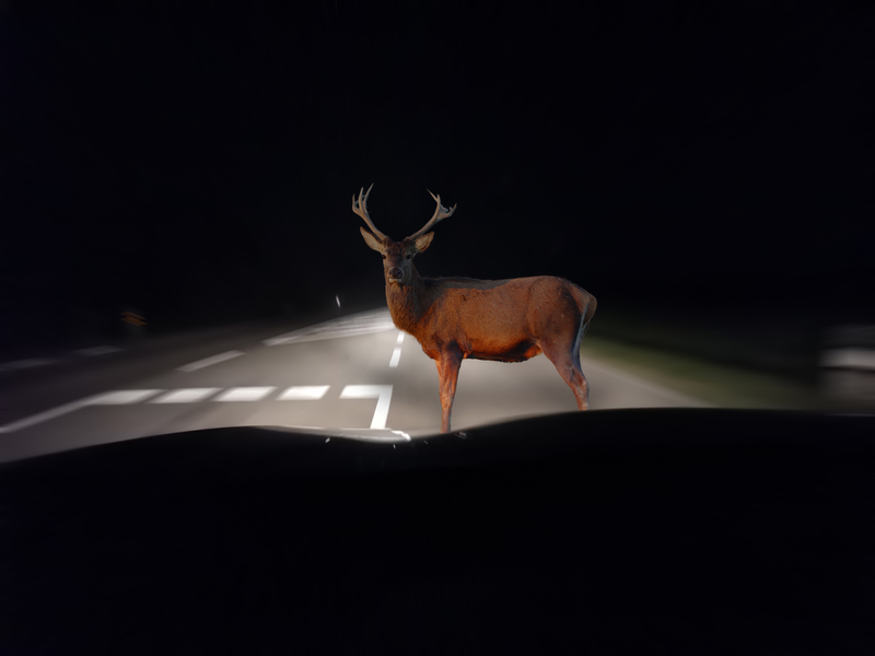 deer and car